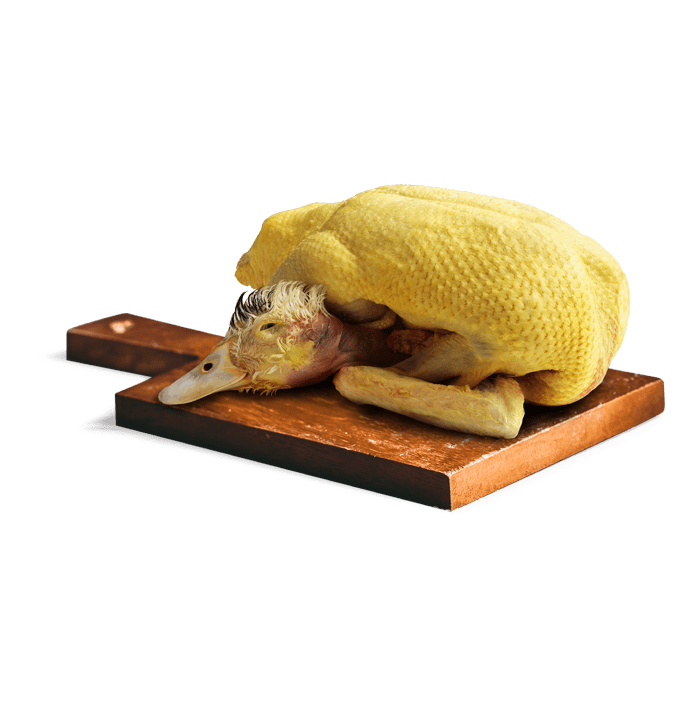 Anatra