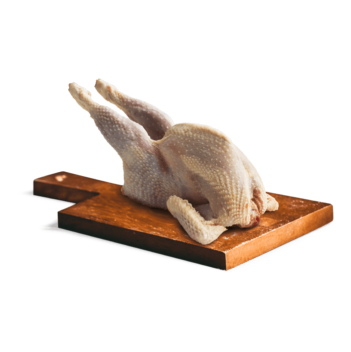 Gallina
